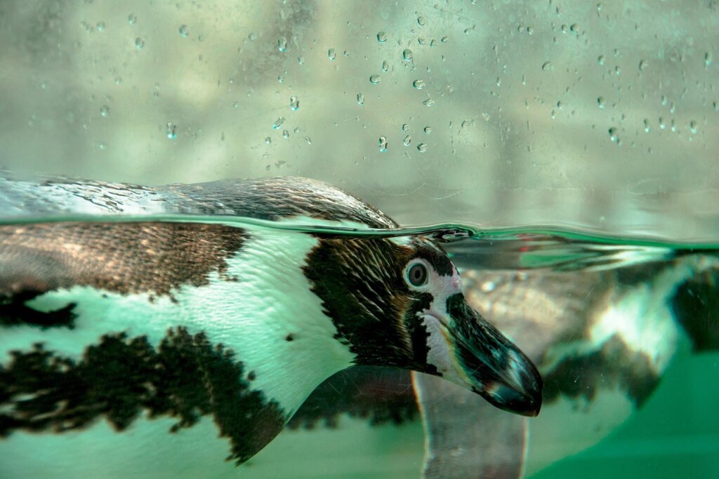 Pinguin schwimmt im Wasserbecken