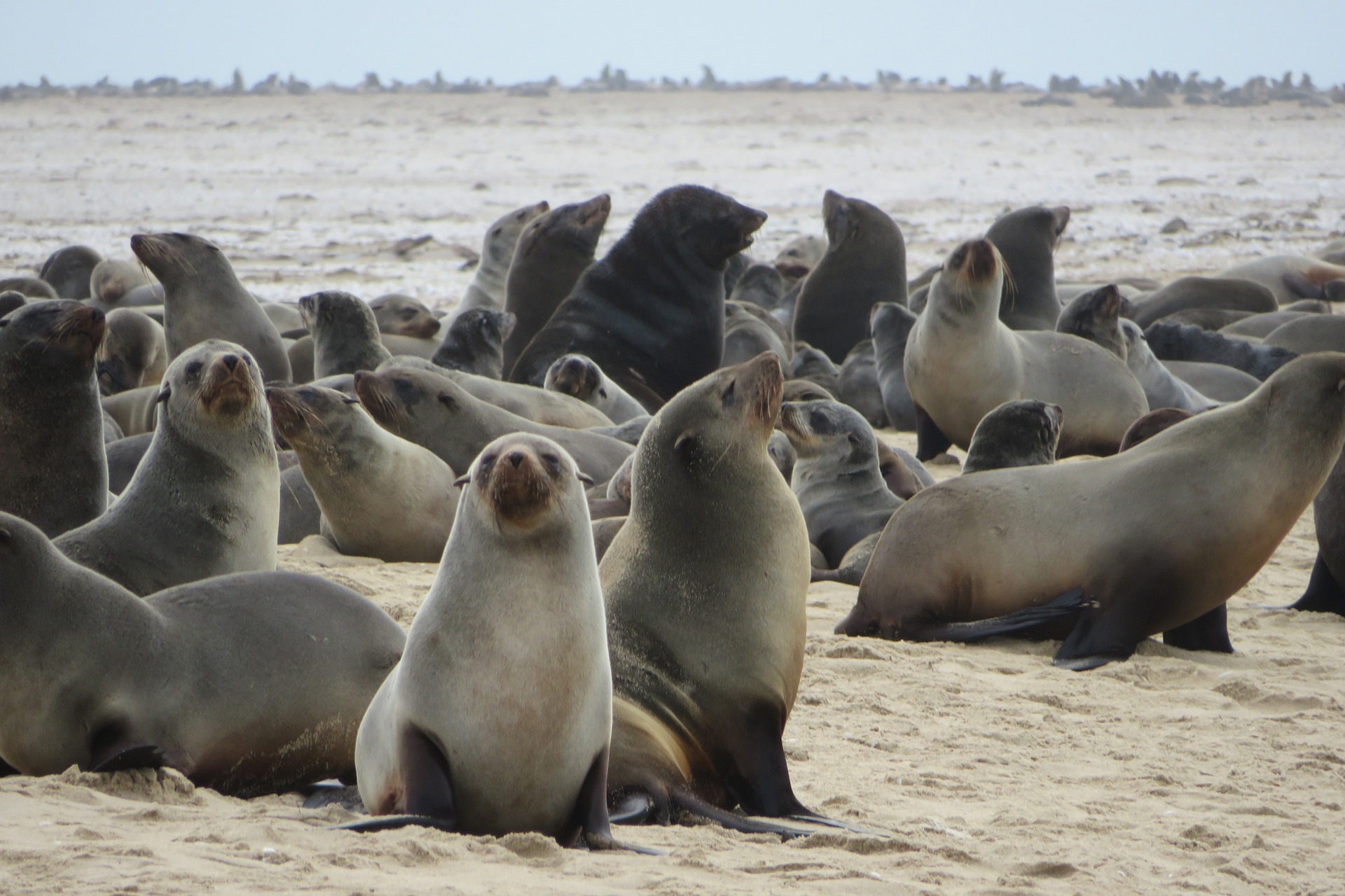 Helfen Sie, das Robbenmassaker in Namibia zu stoppen