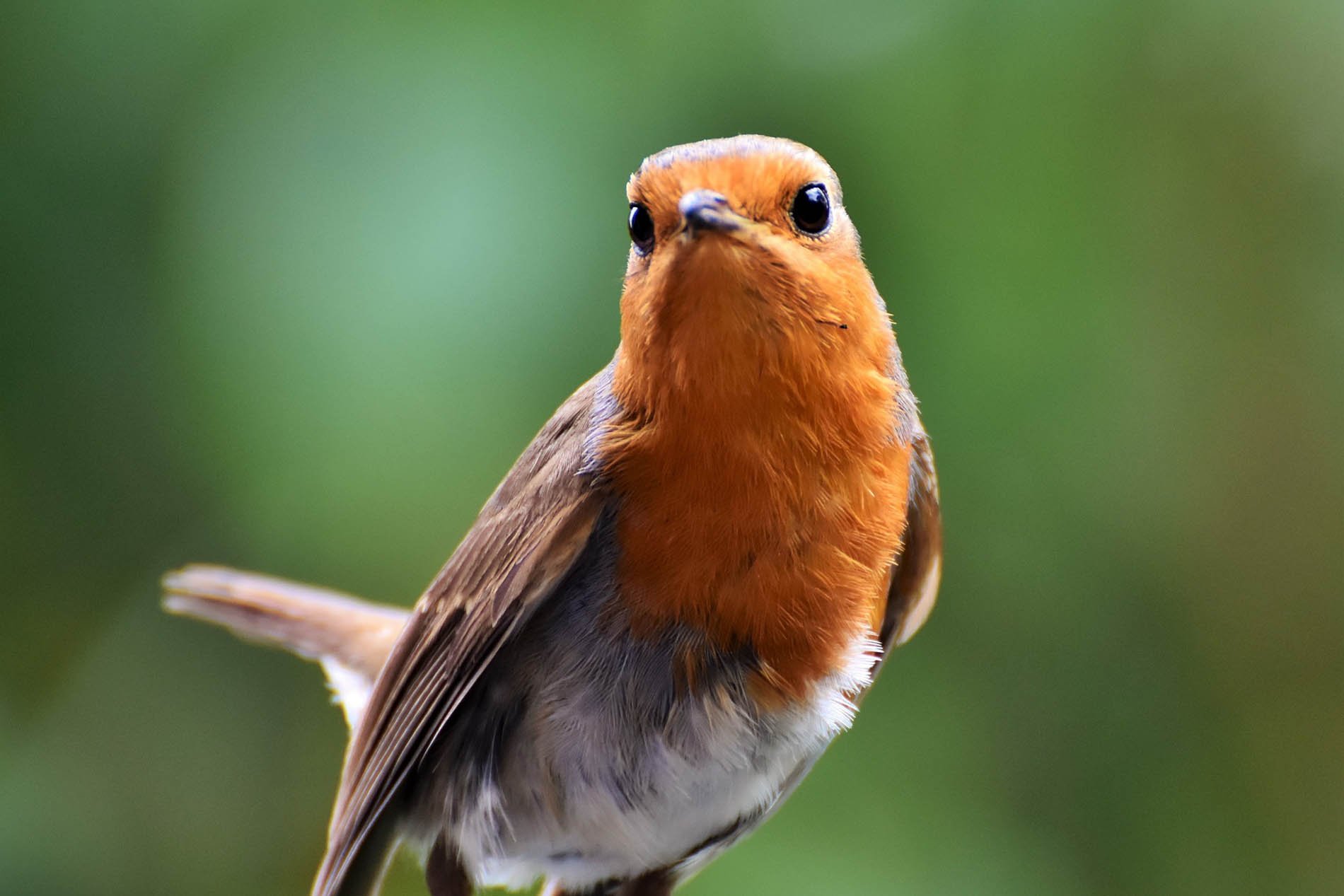 Universitat Oldenburg Tierversuche An Vogeln Mussen Beendet Werden Peta Deutschland E V