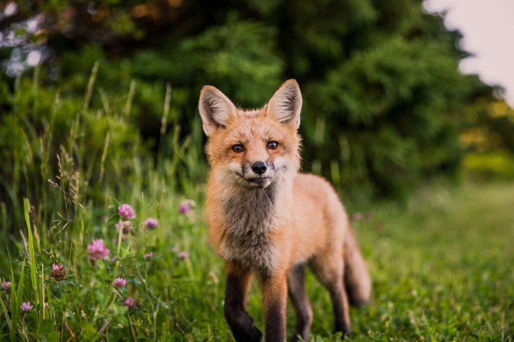 Fuchs auf einer Wiese
