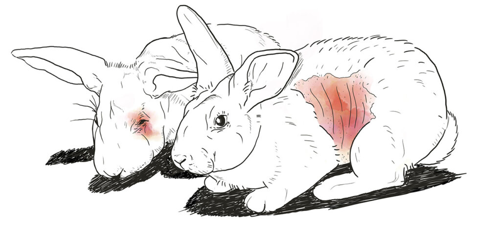 Expériences animales sur croquis de lapins