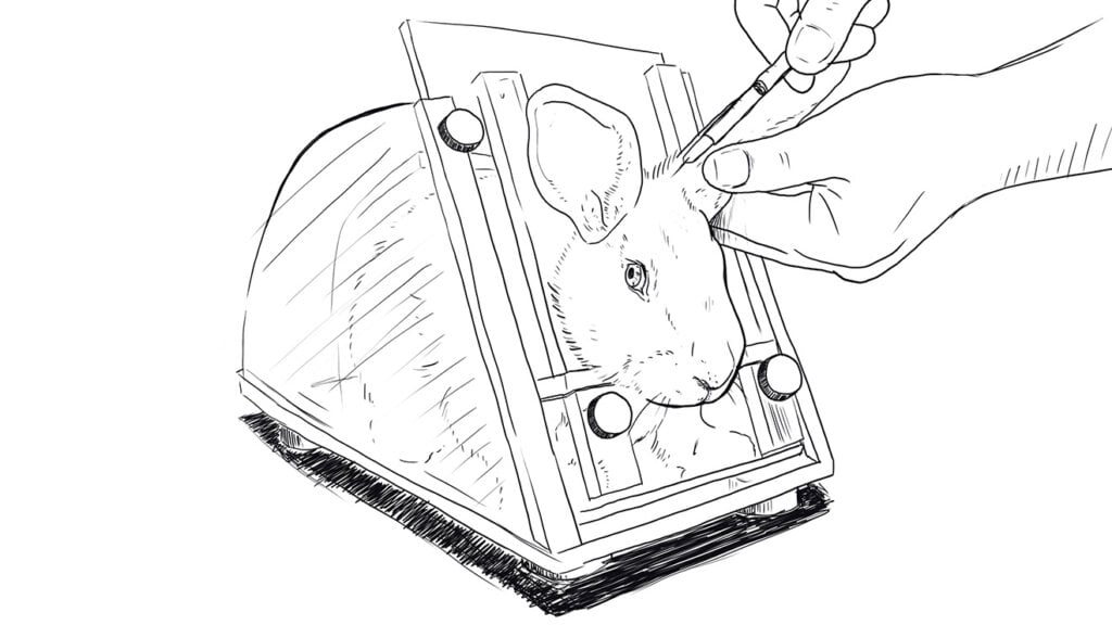 Tierversuche an Kaninchen Skizze