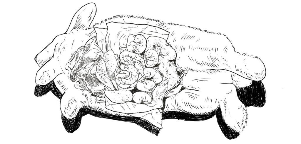 Drawing of animal experiments on pregnant rabbits