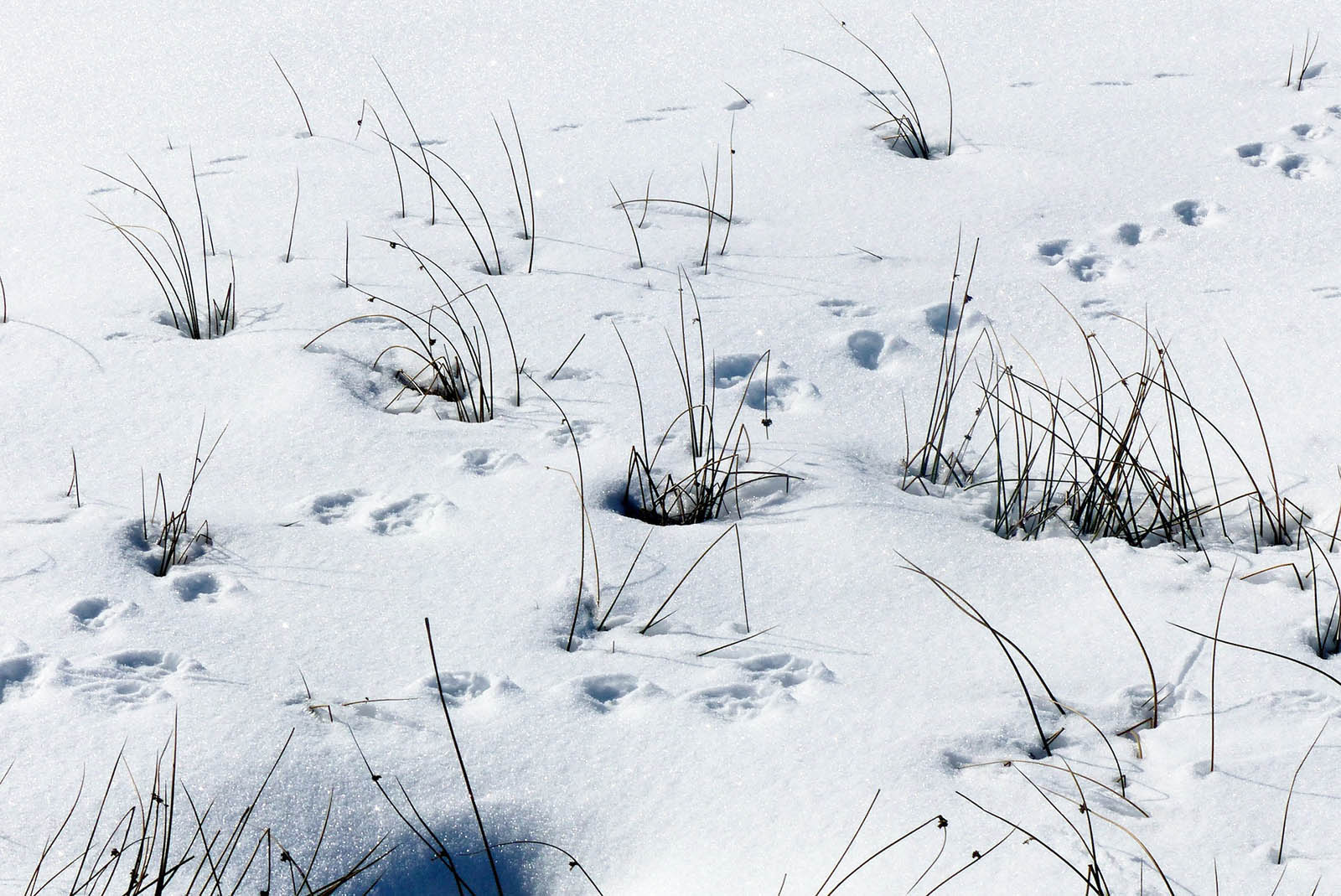 Tierspuren im Schnee: So können Sie Tierspuren erkennen