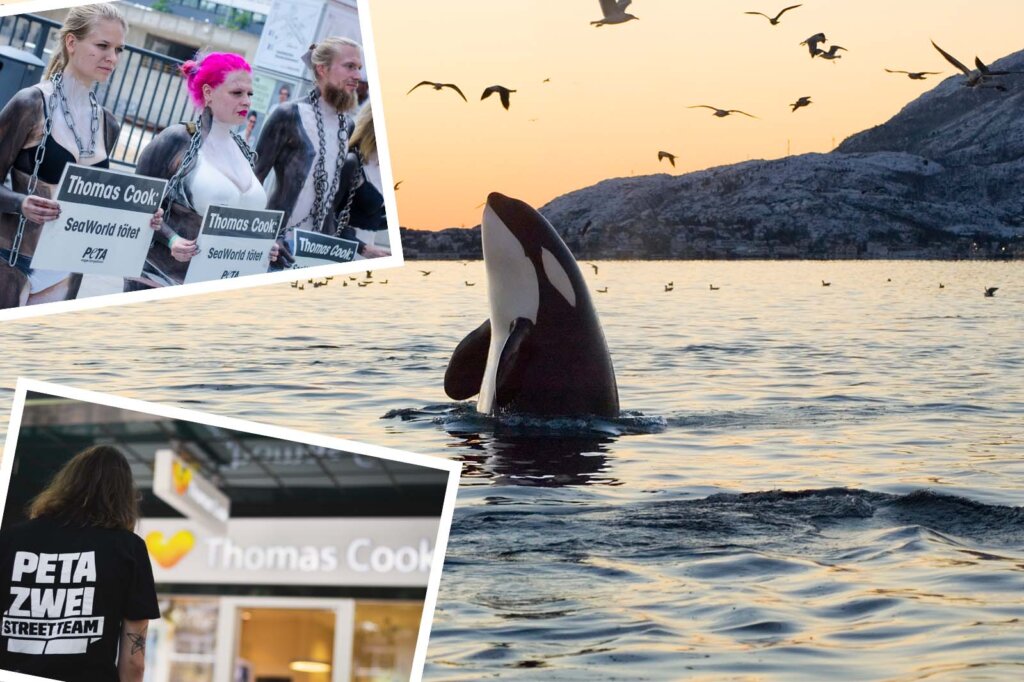 Collage Orca und Demonstrationen gegen SeaWorld