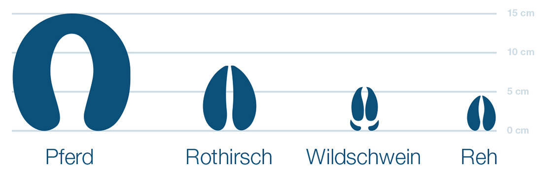 Tierspuren Im Schnee So Konnen Sie Tierspuren Erkennen