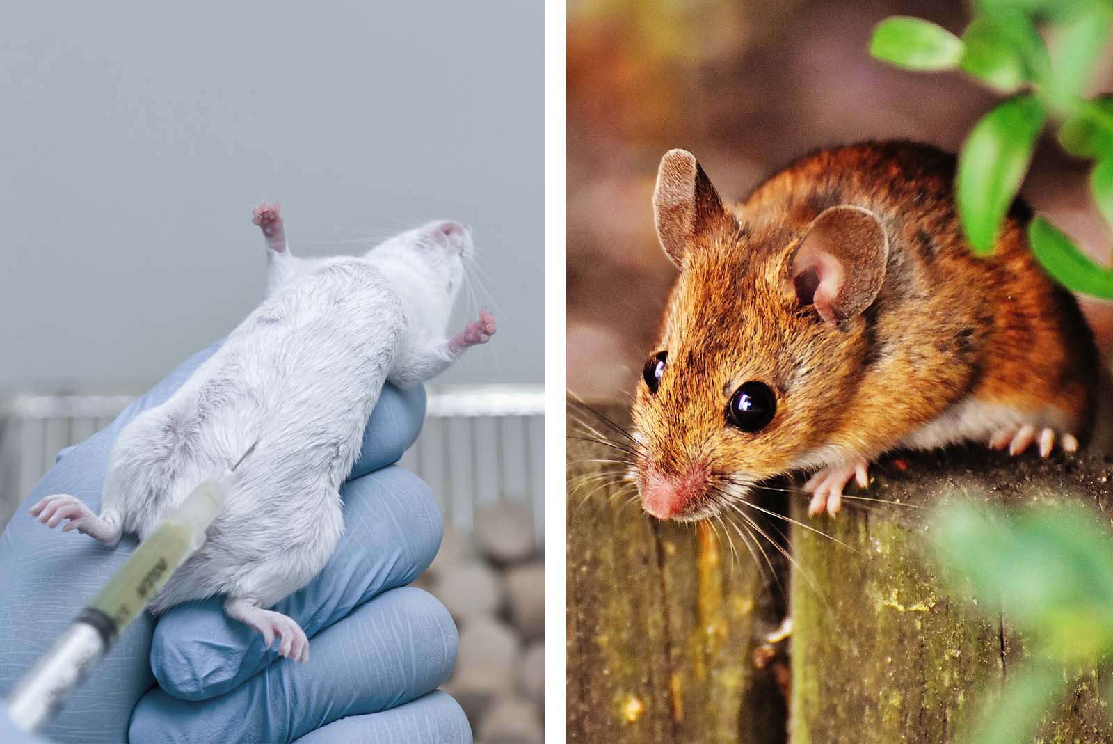 Tierversuche und Ethik: Tiermissbrauch ist moralisch nie vertretbar