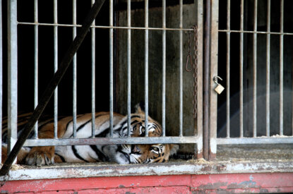 Gestreifter Tiger liegt am Boden eines Zirkuskaefiges und schaut hinter den Gittern hervor.