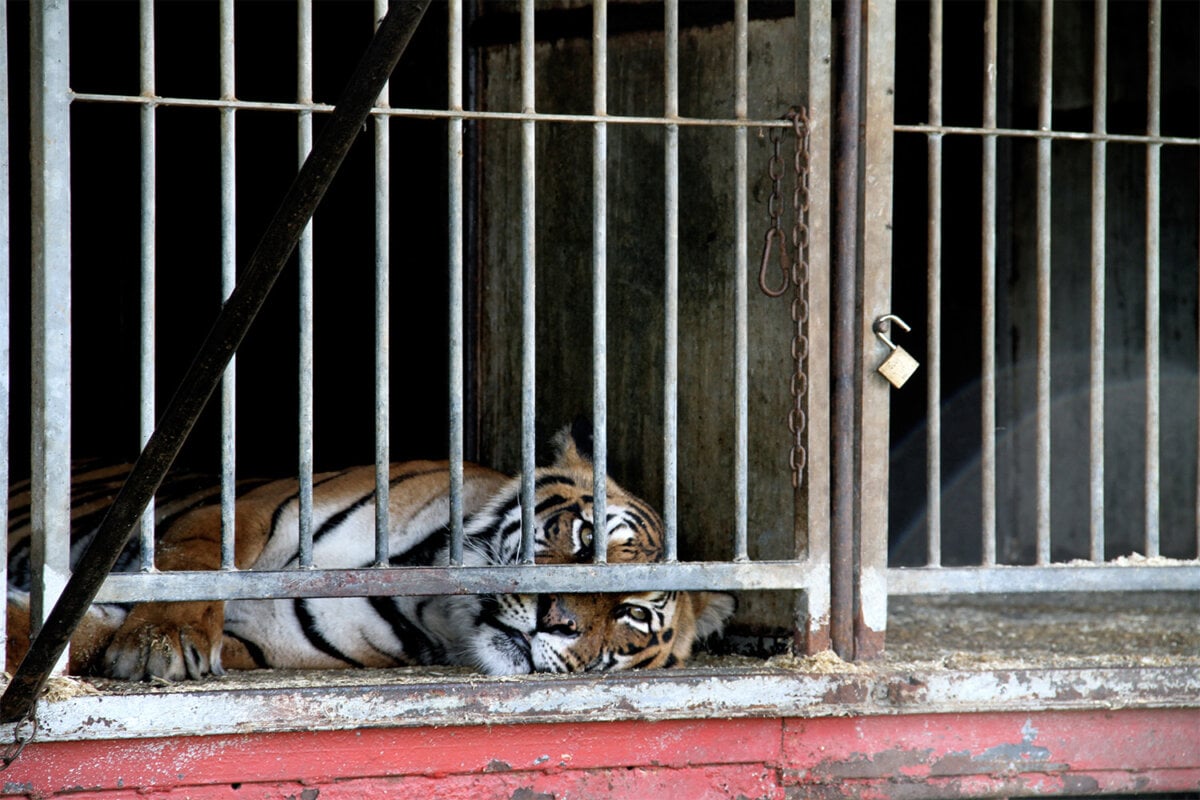 Gestreifter Tiger liegt am Boden eines Zirkuskaefiges und schaut hinter den Gittern hervor.