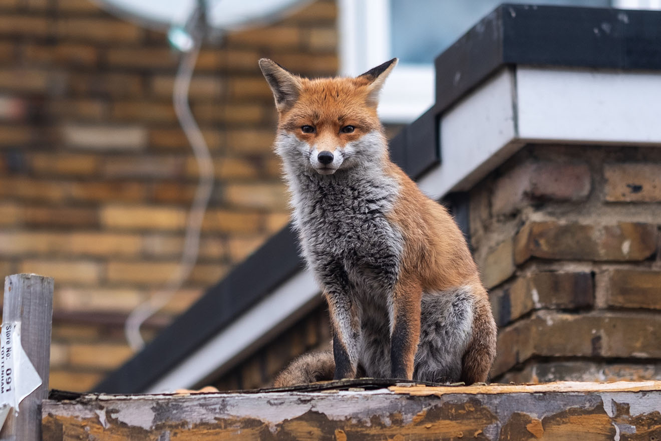 Wildtiere in der Natur – respektvoller Umgang statt Töten und Verdrängen