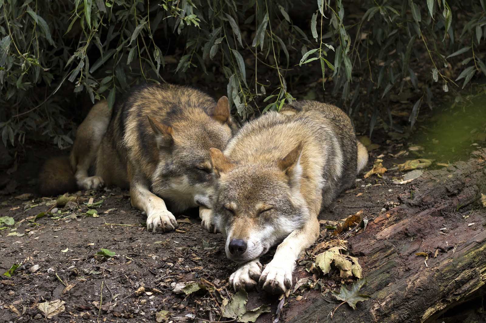 Zwei schlafende Wölfe