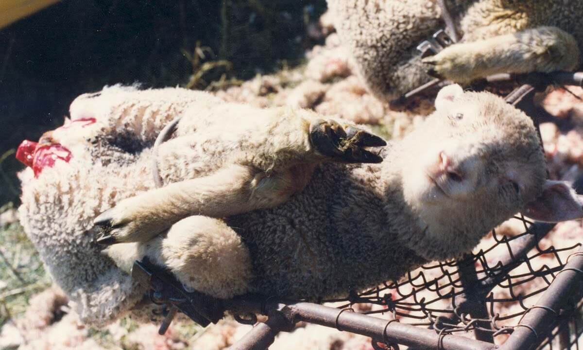 Gefesseltes Schaf mit abgeschnittenem Hinterteil