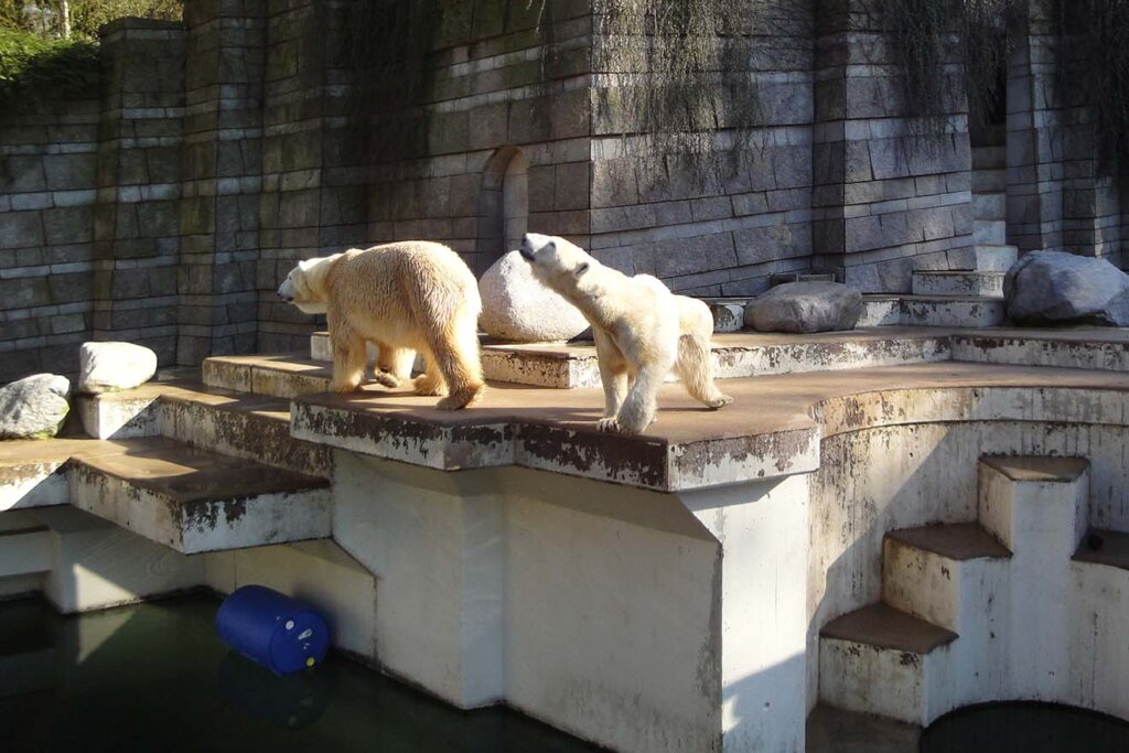 Eisbaeren im Wuppertaler Zoo