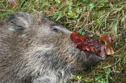 Kopf eines erschossenes Wildschweins