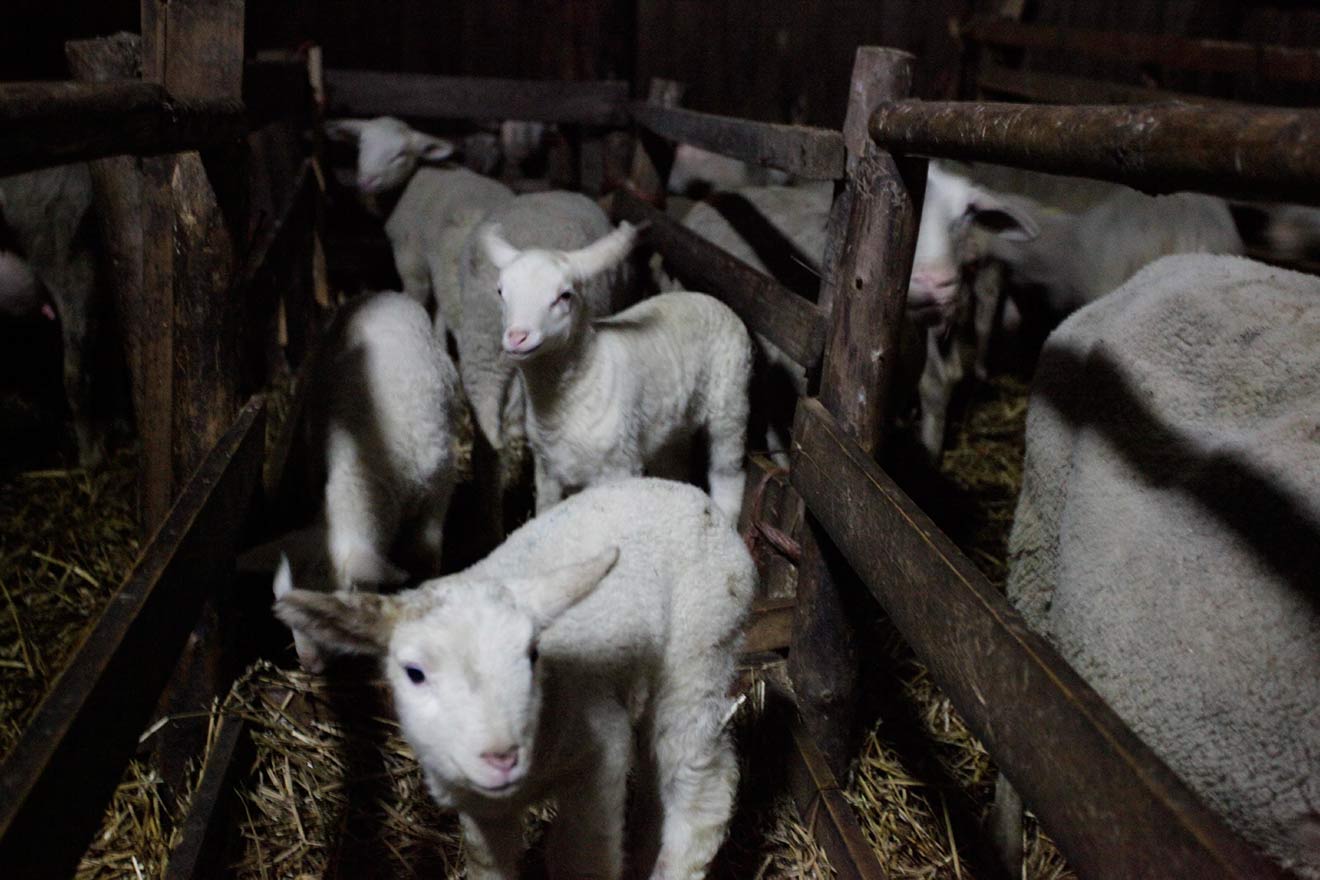 Schafe in Deutschland – Tierleid auf idyllischen Wiesen