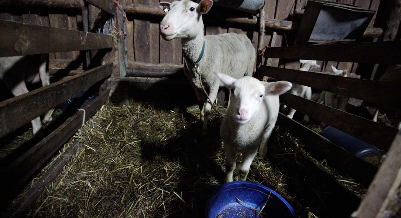 ein schaf und ein lamm im stall schauen in die kamera