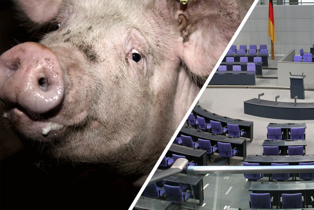 Collage Schwein und Bundestag