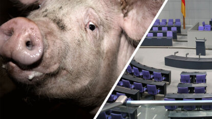 Collage Schwein und Bundestag