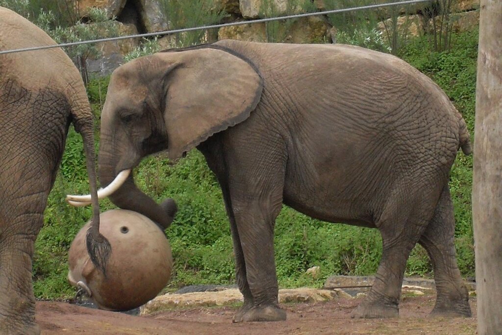 Elefant Chitana spielt mit einem Ball