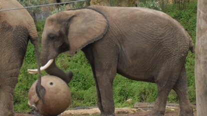 Elefant Chitana spielt mit einem Ball