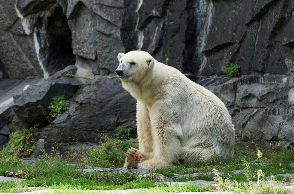 Eisbaer im Tierpark Berlin