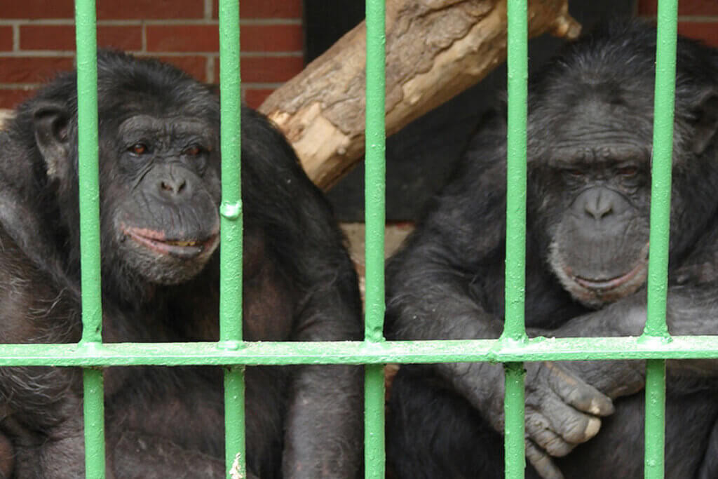 Schimpansen aus dem Tierpark Nadermann