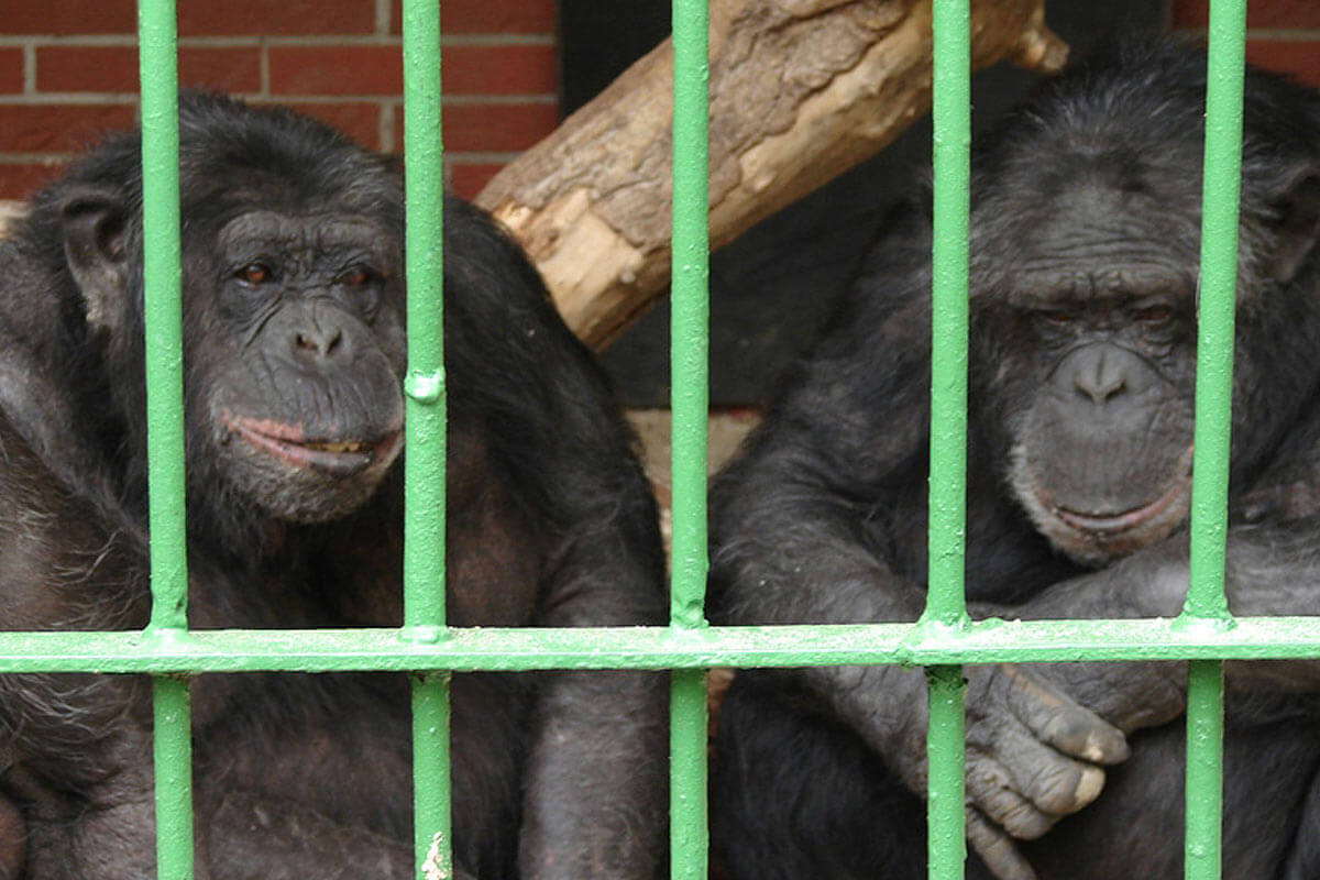 Erfolg: Schimpansen aus Tierpark Nadermann gerettet