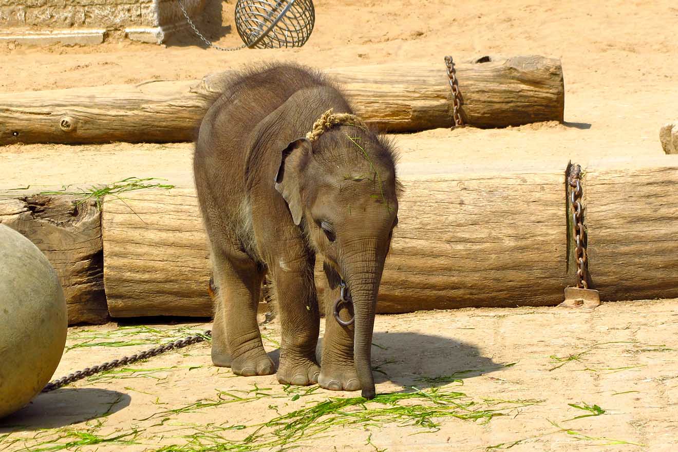 Angebundener Elefant im Zoo Hannover