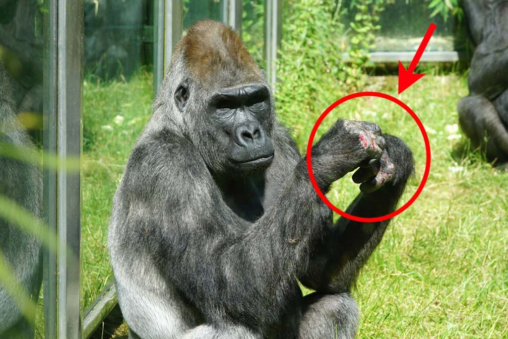 Gorilla mit verletzten Haenden