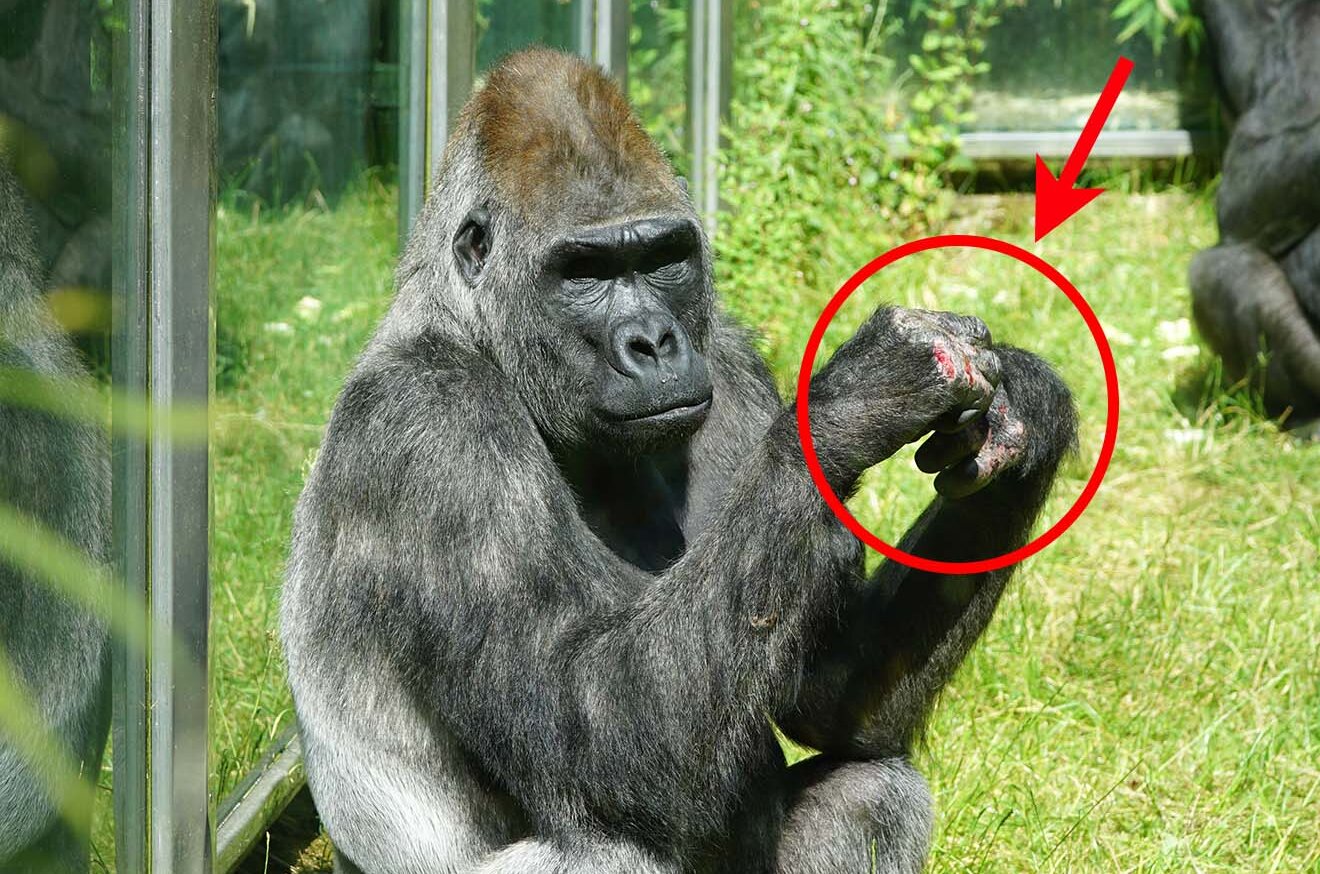 Gorilla mit verletzten Händen