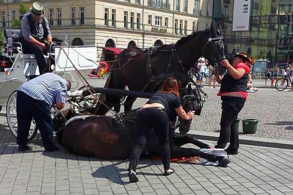 pferd auf dem boden