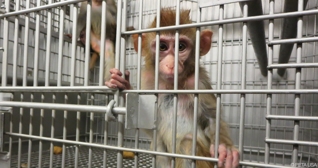 Tierversuche für Medikamente – sinnloses Tierleid
