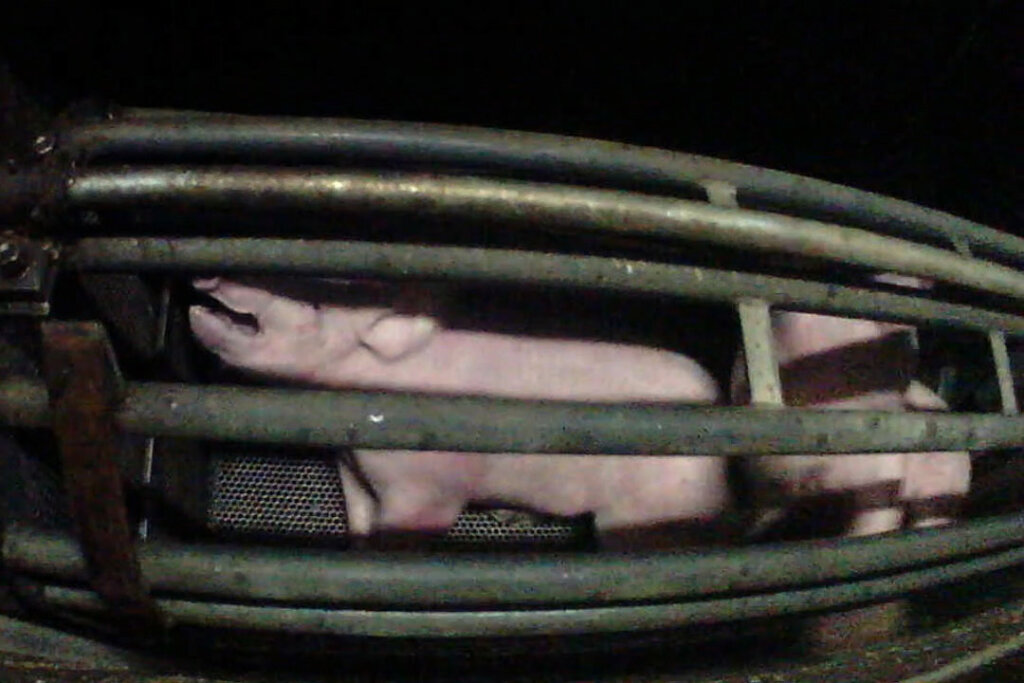 Schwein in der CO2 Betäubungskammer