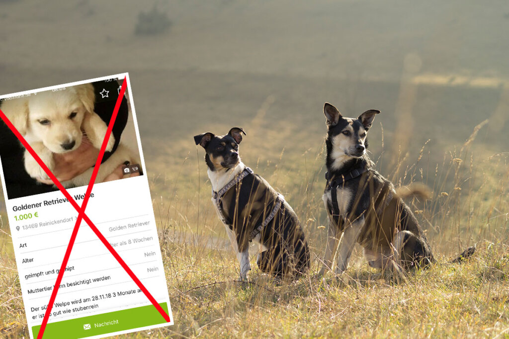 Ebay Kleinanzeige fuer Hunde