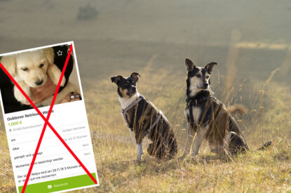 Ebay Kleinanzeige fuer Hunde