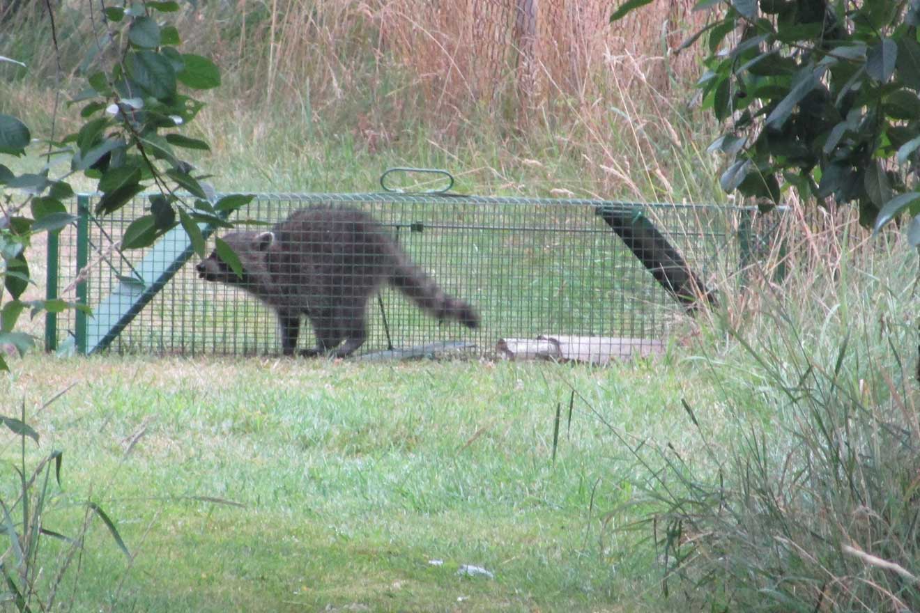 Waschbär in Lebendfalle