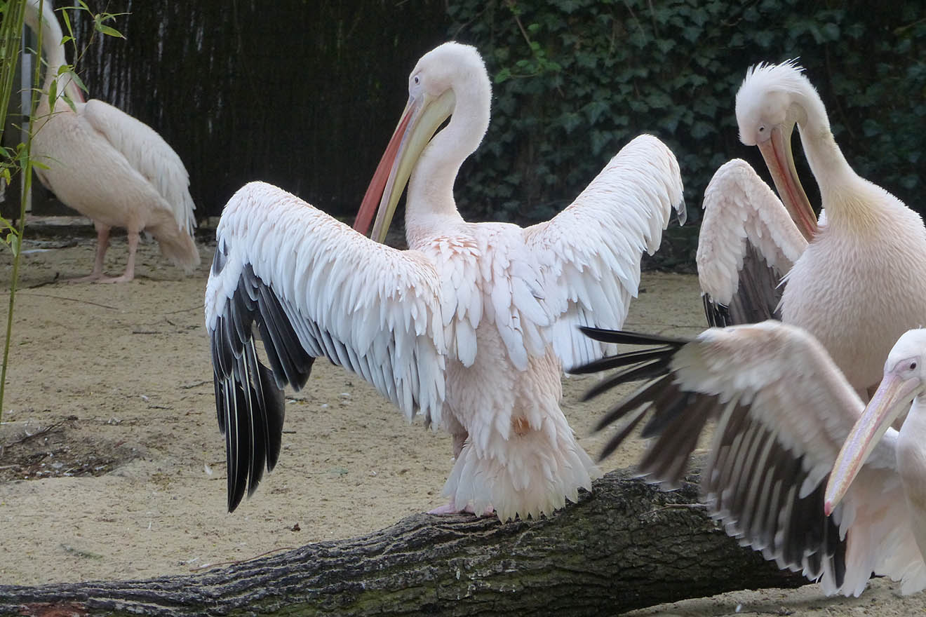 Geduldete Tierquälerei: Zoos machen Vögel flugunfähig