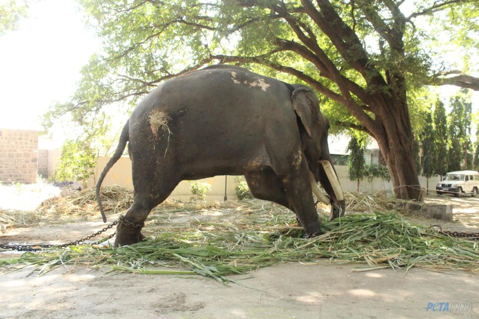 Elefant Gajraj frisst
