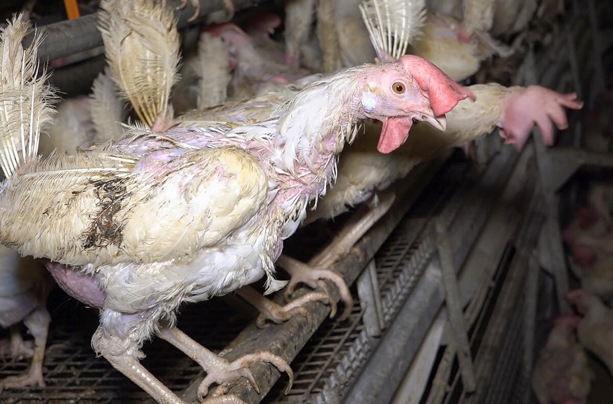 Deutsche Frühstücksei: So leiden Hühner bei Deutschlands größtem Eierproduzenten
