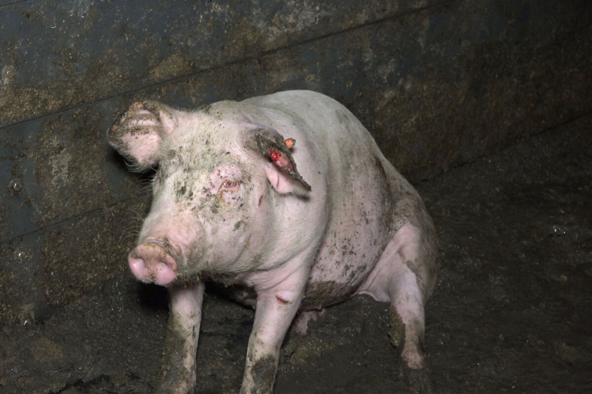 An diesen Krankheiten leiden Schweine in der Mast