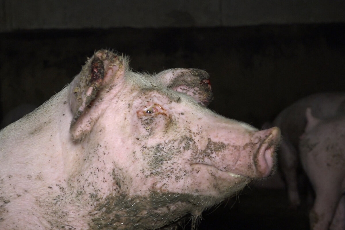 PETA-Meldung: Odenwald-Schlachthof darf keine großen Schweine töten