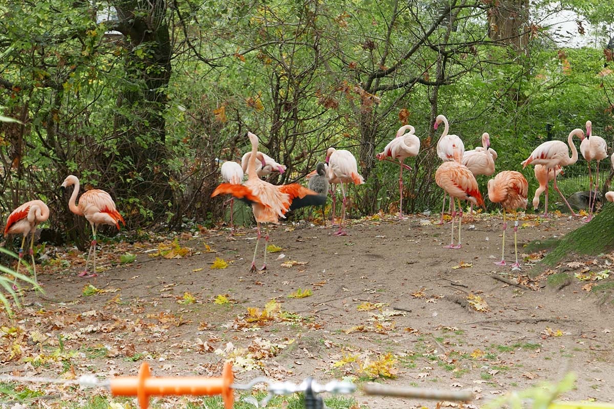 Flamingos im Zoo Berlin