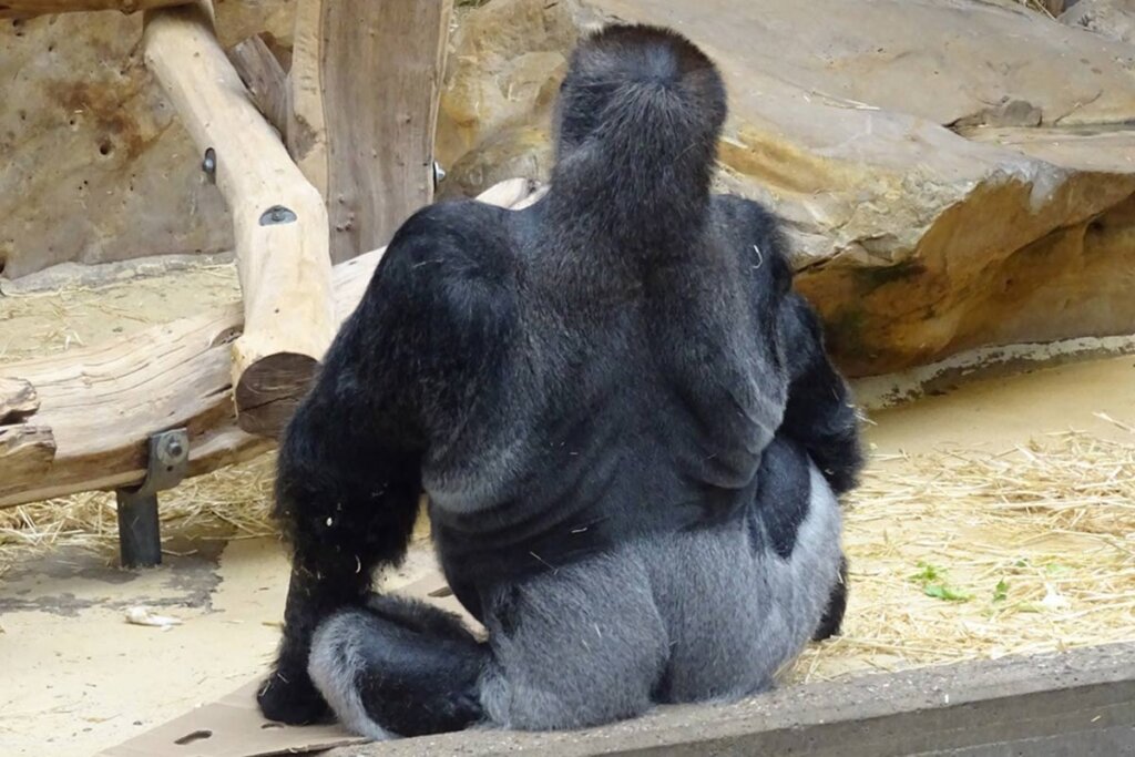 Gorilla sitzt im Zoogehege