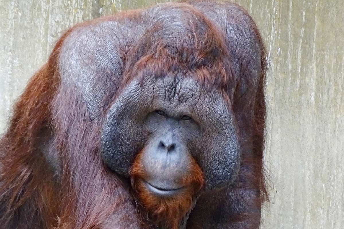 Orang-Utan-Mann Bunjo