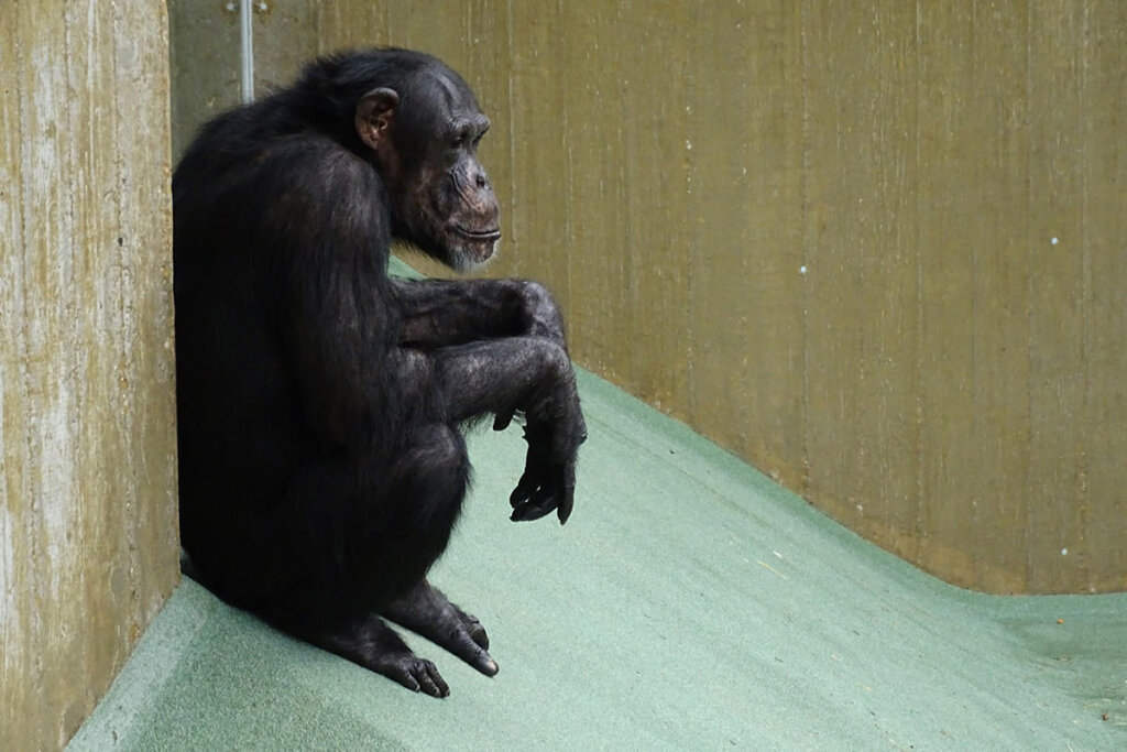 Schimpanse im Zoogehege