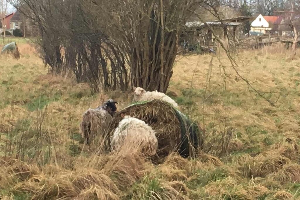 schafe tot auf der wiese
