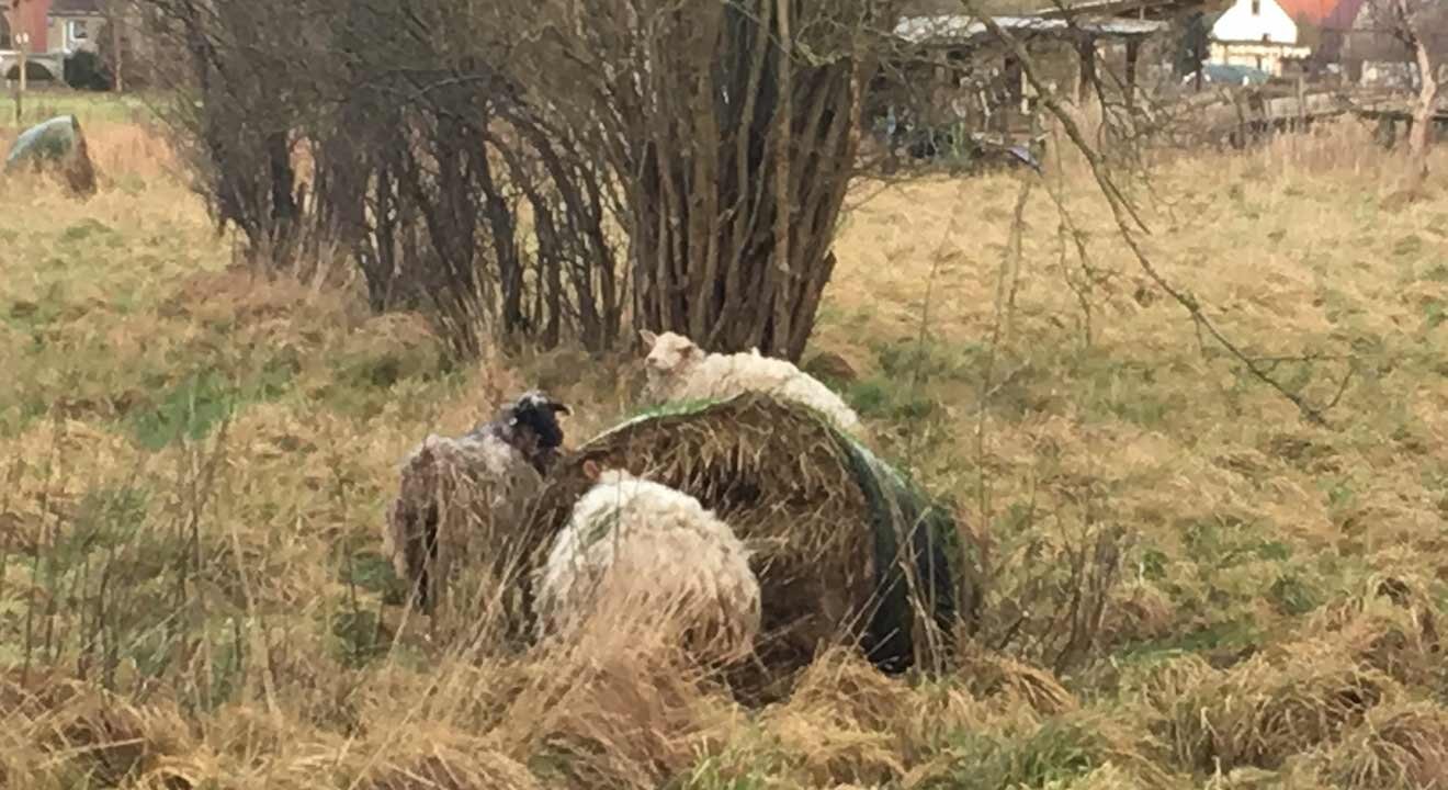 schafe tot auf der wiese