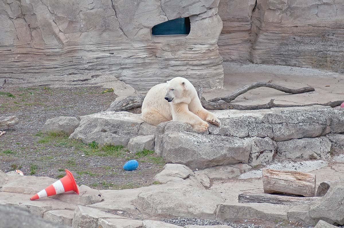 Eisbaer im Zoogehege