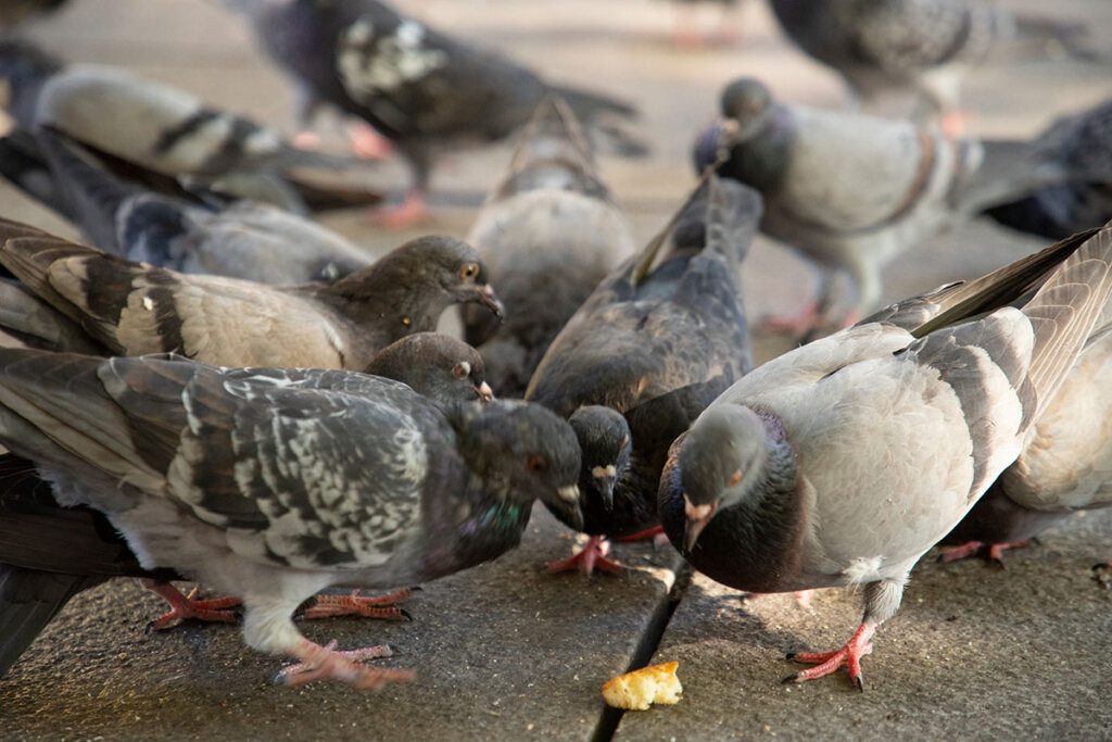 Tauben picken nach Brot auf der Strasse