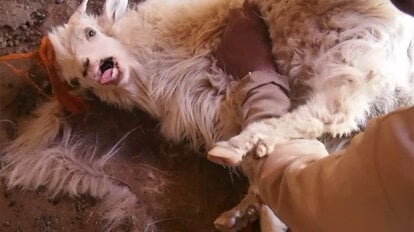 Kaschmierziege wird geschoren und schreit dabei